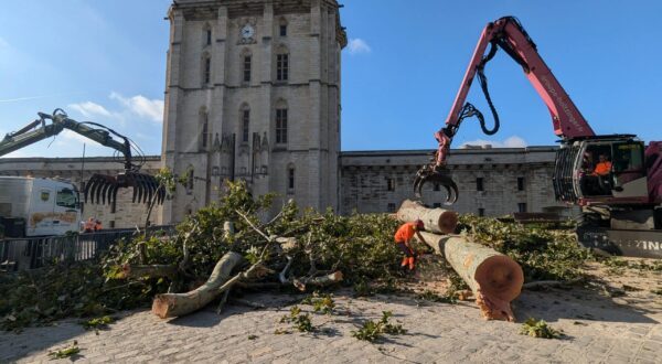 Abattage des arbres du château: scandale écologique